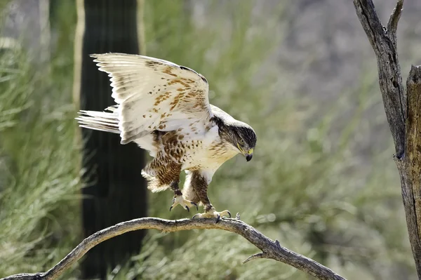 Järnhaltig hawk — Stockfoto