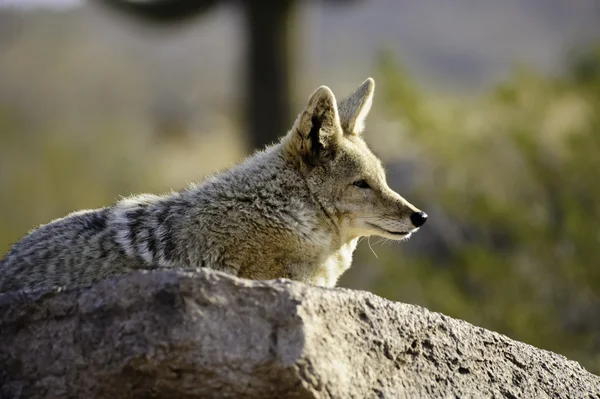 Coyote —  Fotos de Stock