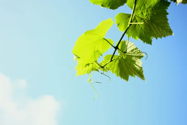 Leaves and sunny sky — Stock Photo, Image