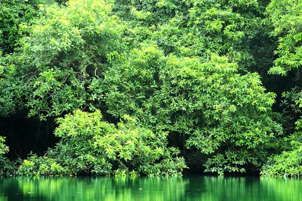 stock image Green trees reflecting in the water