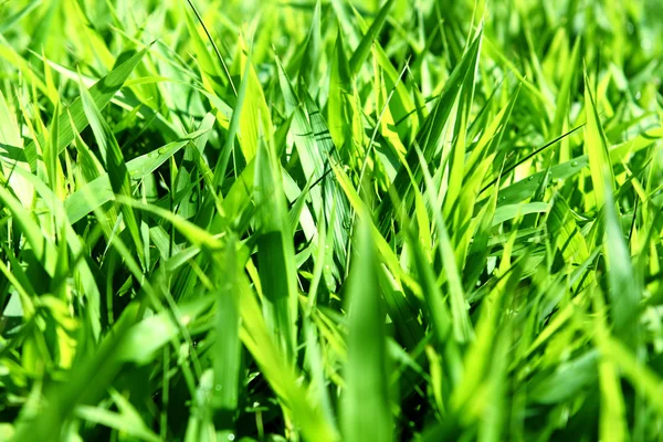 Frisches grünes Gras — Stockfoto