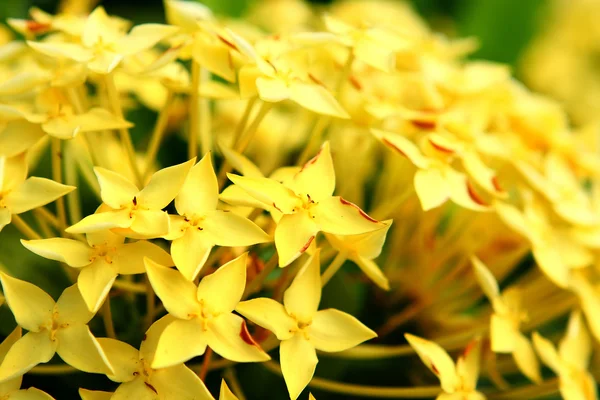 stock image Yellow flower