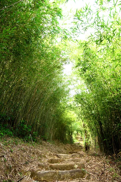 Corsia di bambù — Foto Stock