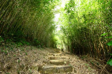 Bambu Arkaplanı