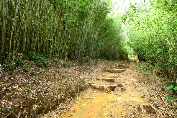 Carril de bambú —  Fotos de Stock