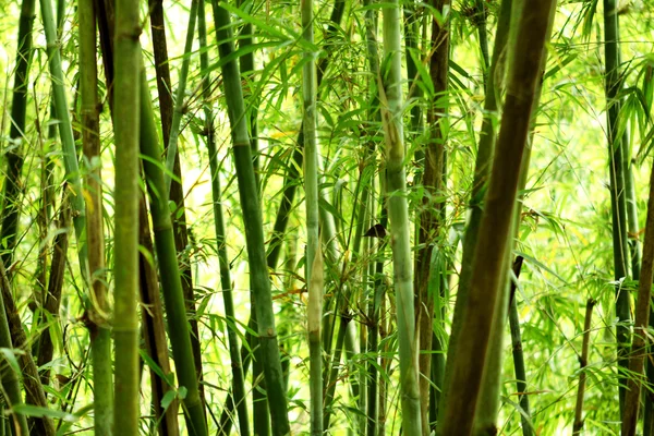Bamboe Achtergrond Natuur Dag — Stockfoto