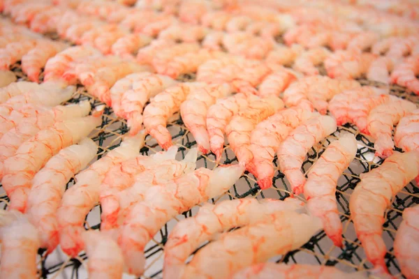 stock image large amount of shrimps is drying in the sun