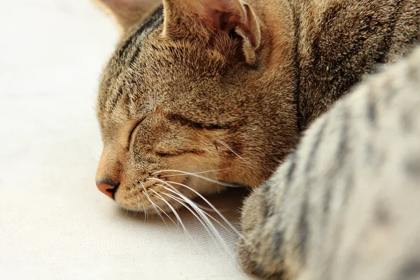 Gyömbér Macska Alszik Ágyban — Stock Fotó
