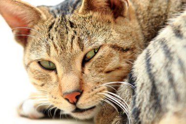 tüylü gri kedi kamera beyaz arka plan üzerinde seyir görüntüsü