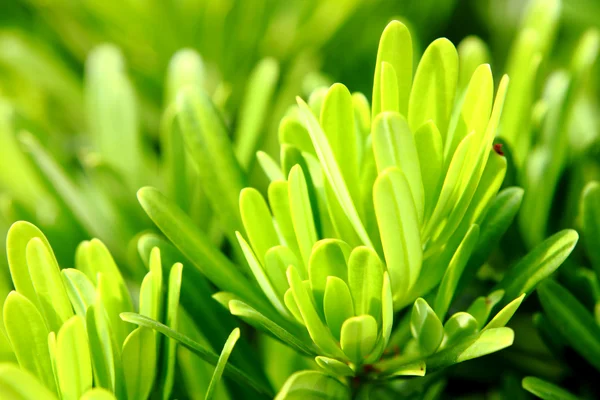 stock image Fresh green grass close up