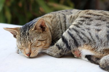 bir masada uyuyan sevimli zencefil kedi.