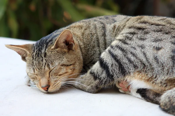 Aranyos gyömbér macska alszik egy táblázat. — Stock Fotó