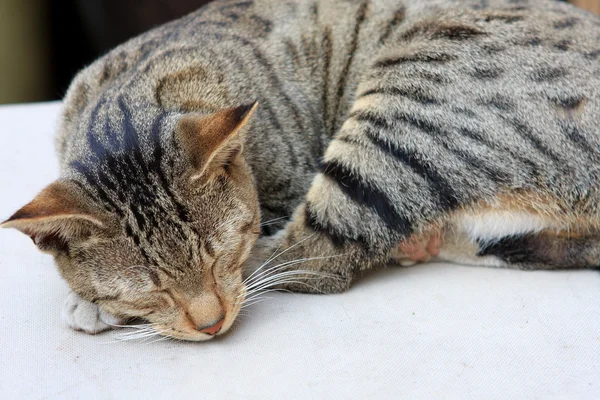 Gato Gengibre Bonito Dormindo Uma Mesa — Fotografia de Stock