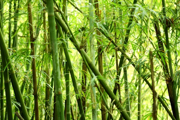 Bamboo Background Nature Day — Stock Photo, Image