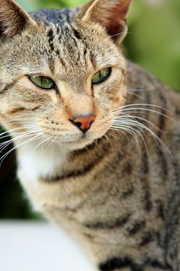 Yetişkin tekir kedi beyaz masa kenar üzerinde seyir