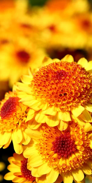 Yellow Flower Close Day — Stock Photo, Image