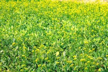 Brassica campestris