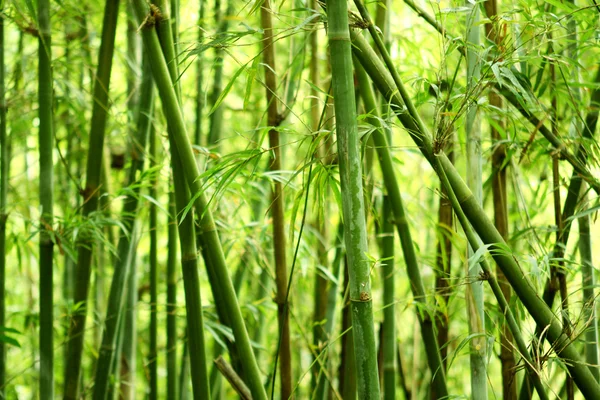 Бамбуковый Фон Природе Дневное Время — стоковое фото