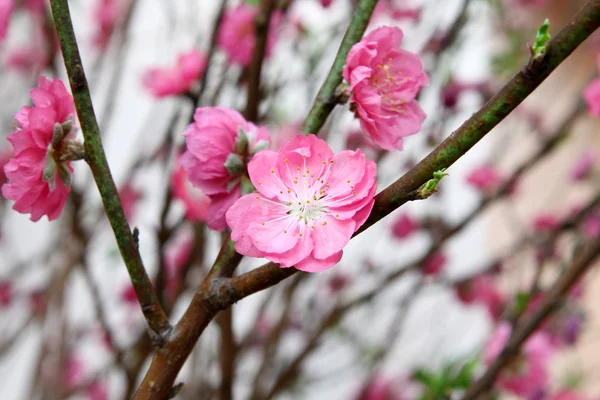 Peach Blossom — Stock Fotó