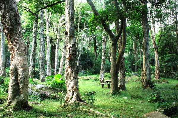 Wiejskiej drodze przez las pełen drzew. — Zdjęcie stockowe
