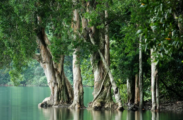 Дерево у воді — стокове фото