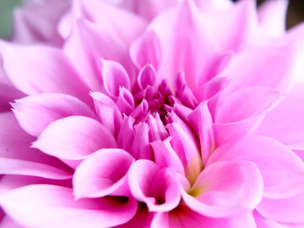 primer plano de flores de loto Rosa hermosa