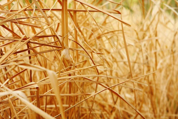 Dry grass Images - Search Images on Everypixel
