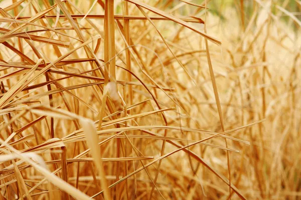 Закрыть задний план текстуры сухой травы — стоковое фото
