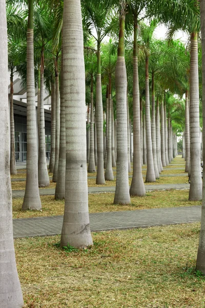 Stock image Rows of palm trees along a road