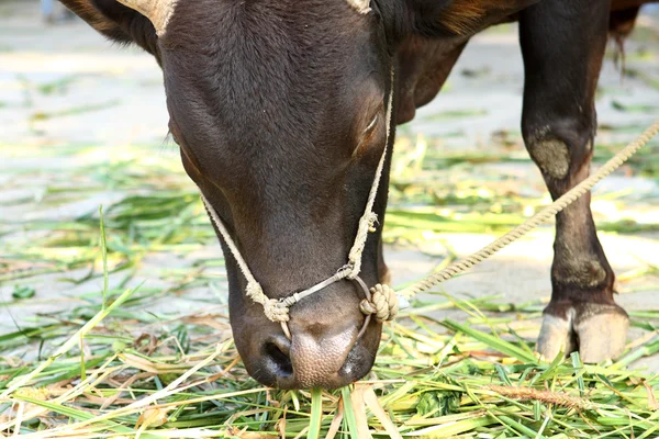 stock image Cow eating grass