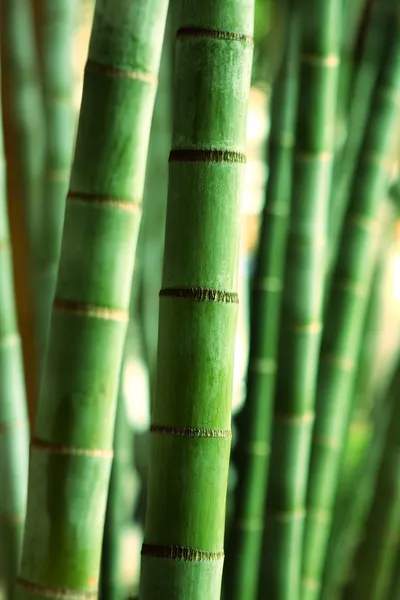 Bamboo Forest — Stock Photo, Image