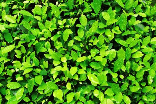 Image en gros plan de feuilles fraîches vert printemps — Photo