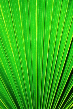 Chusan Palm Leaf section