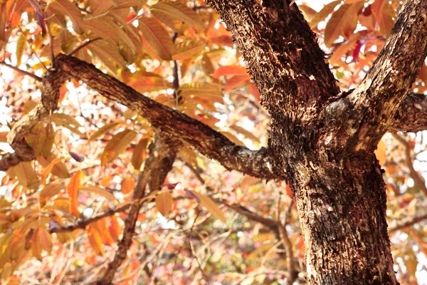 Дерево осенних листьев — стоковое фото