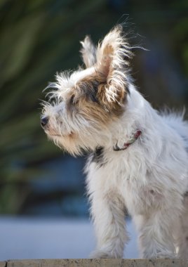 14 week old Jack Russell Puppy clipart