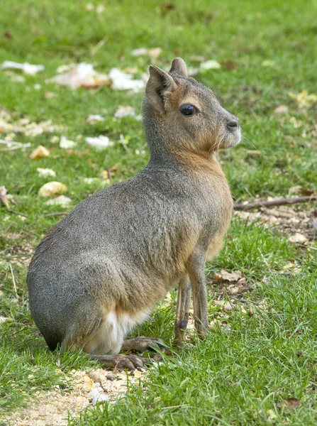 Патагонийский заяц (Мара) ) — стоковое фото