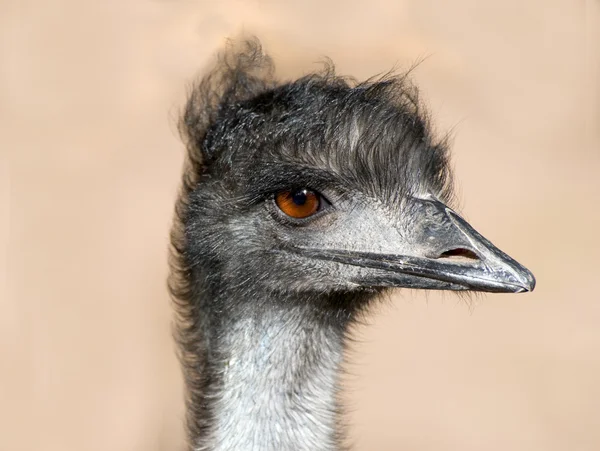 Perto de um Emu — Fotografia de Stock