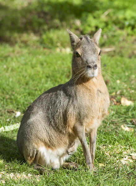 Patagonian Hare (Mara) — Stock Photo, Image