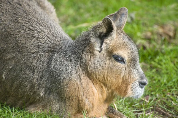 Патагонийский заяц (Мара) ) — стоковое фото