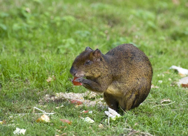 中美洲刺豚鼠 — 图库照片
