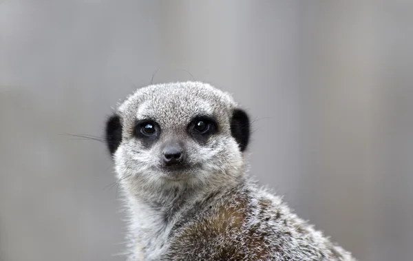 Meerkat en deber de vigilancia —  Fotos de Stock