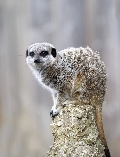 Meerkat em serviço de vigia — Fotografia de Stock