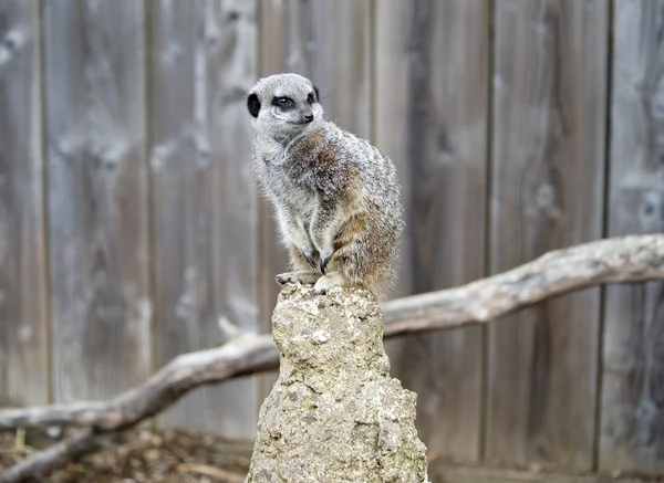 Meerkat en deber de vigilancia —  Fotos de Stock