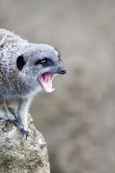 Meerkat angry — Stock Photo, Image