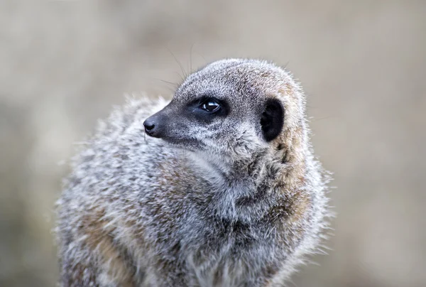 Meerkat na warcie — Zdjęcie stockowe
