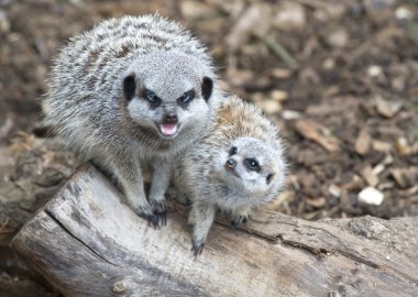 Anne ve bebek meerkat