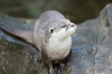 Otter clipart