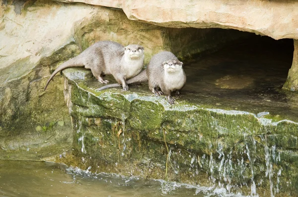 Twee otters — Stockfoto