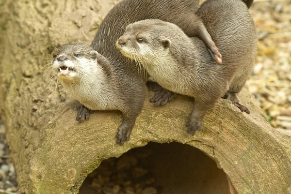 Twee otters — Stockfoto