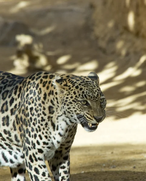 Leopardo —  Fotos de Stock
